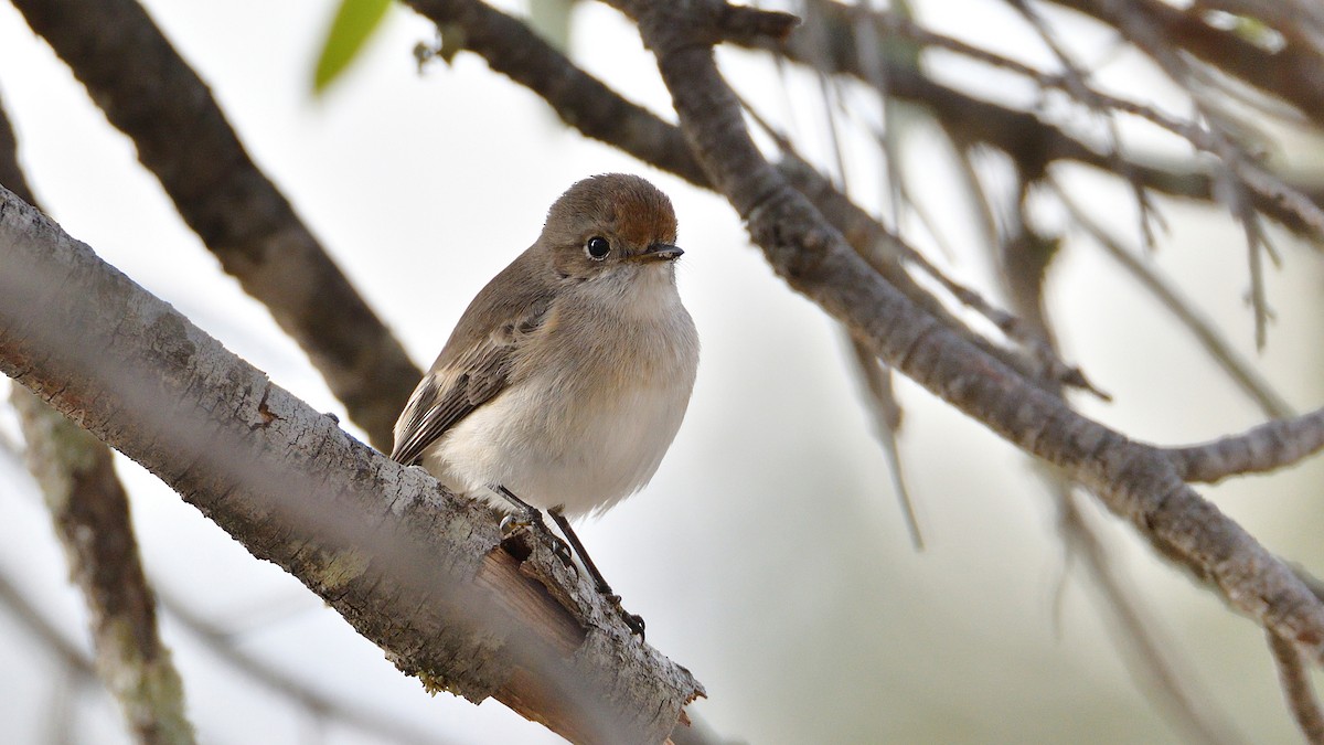 Red-capped Robin - ML620529940