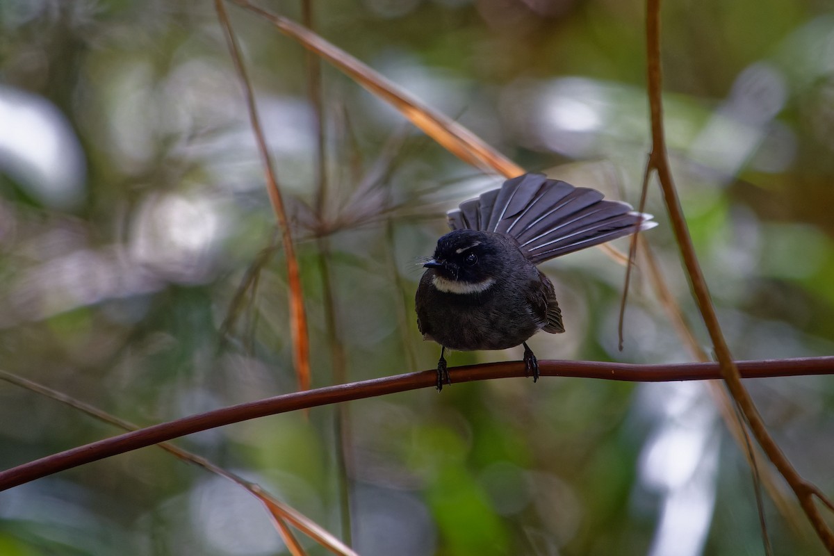 White-throated Fantail - ML620529941