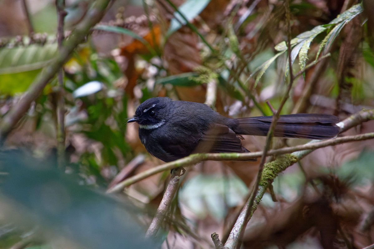 White-throated Fantail - ML620529942