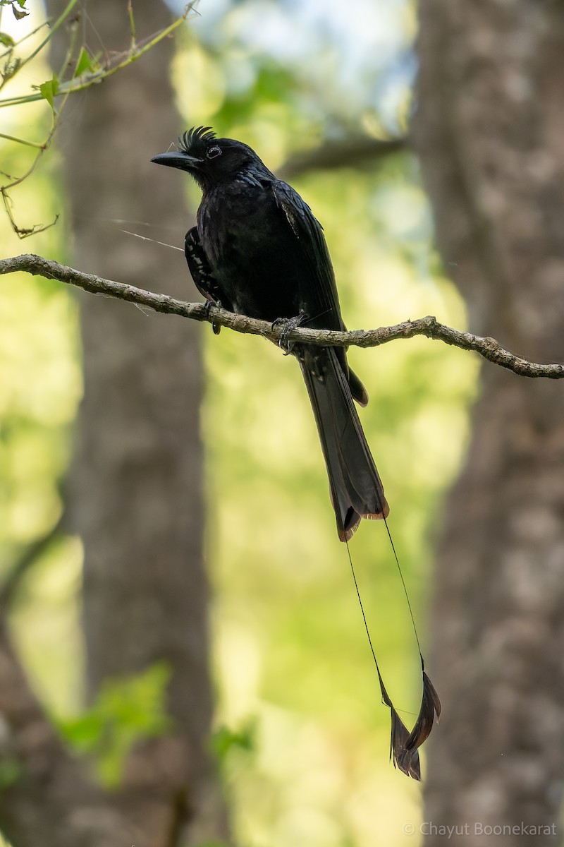 Greater Racket-tailed Drongo - ML620529946