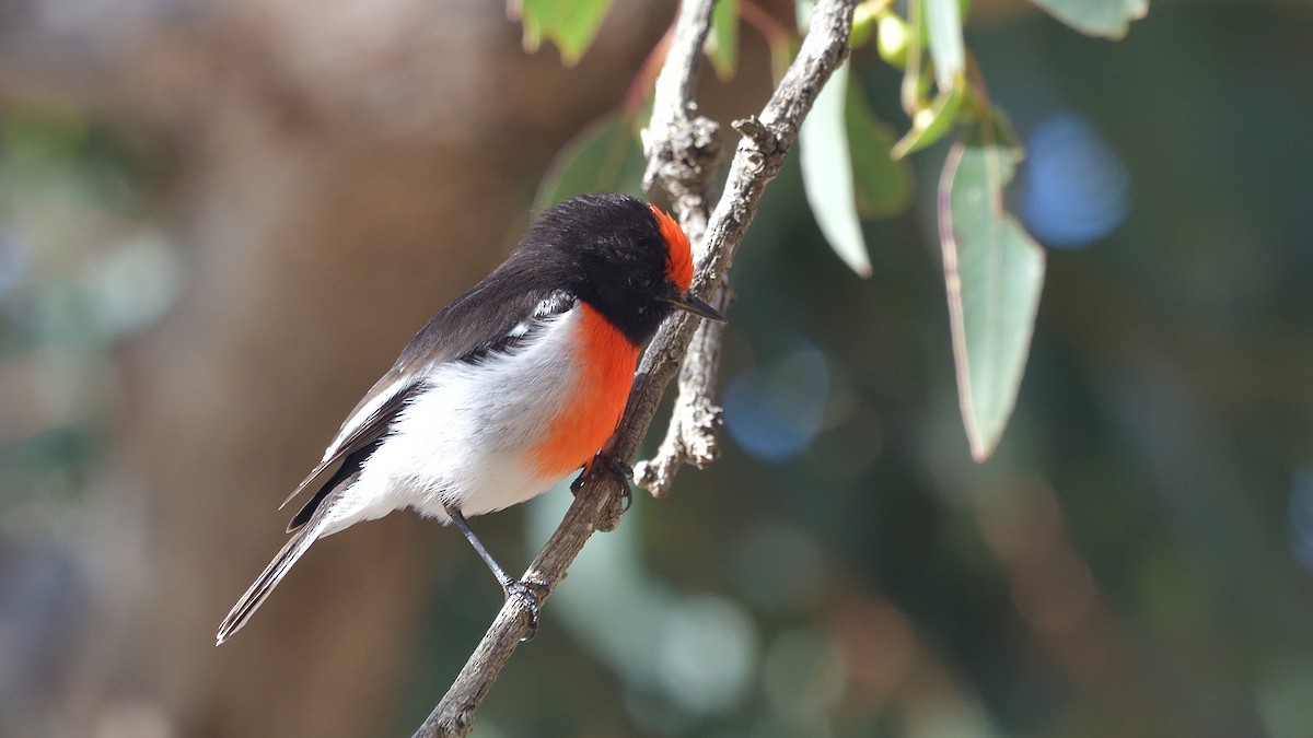 Red-capped Robin - ML620529947