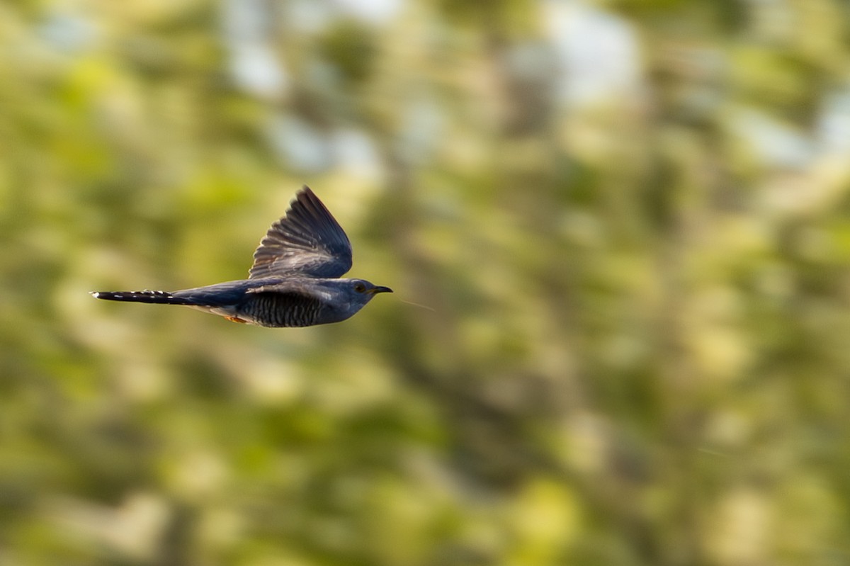 Common Cuckoo - ML620529948