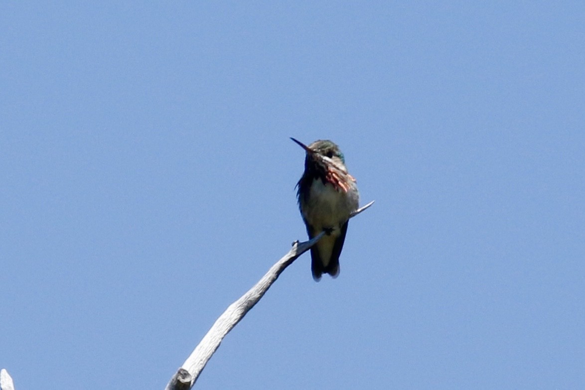 Calliope Hummingbird - ML620529949