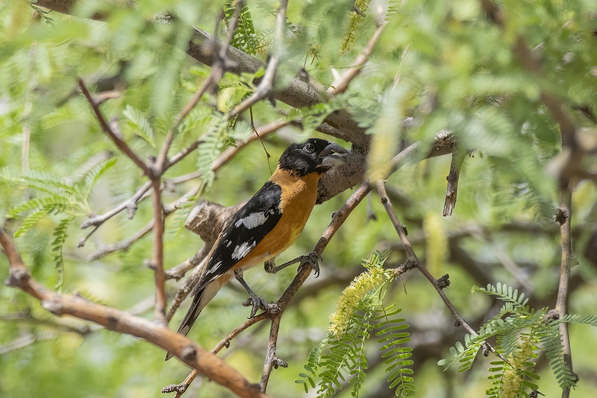 Black-headed Grosbeak - ML620529950