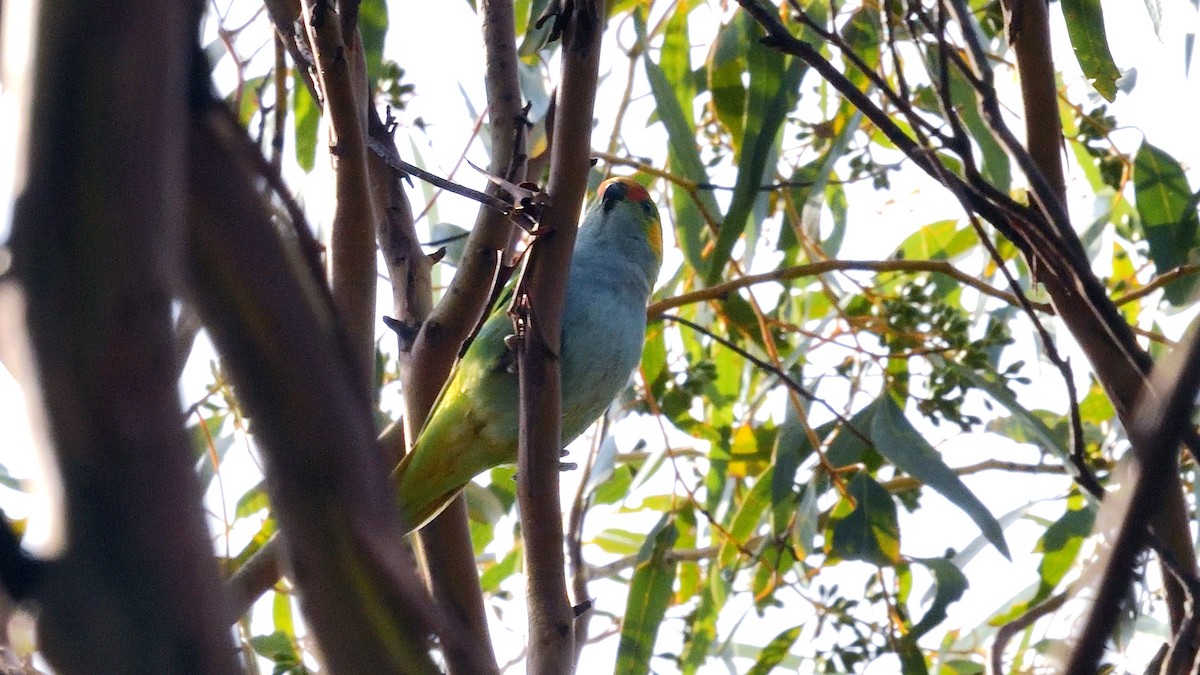 ムラサキガシラジャコウインコ - ML620529951