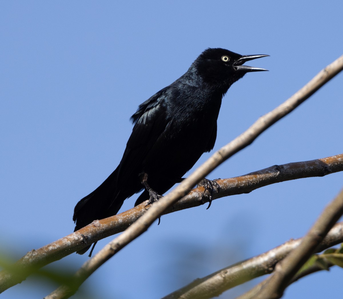 Greater Antillean Grackle - ML620529954