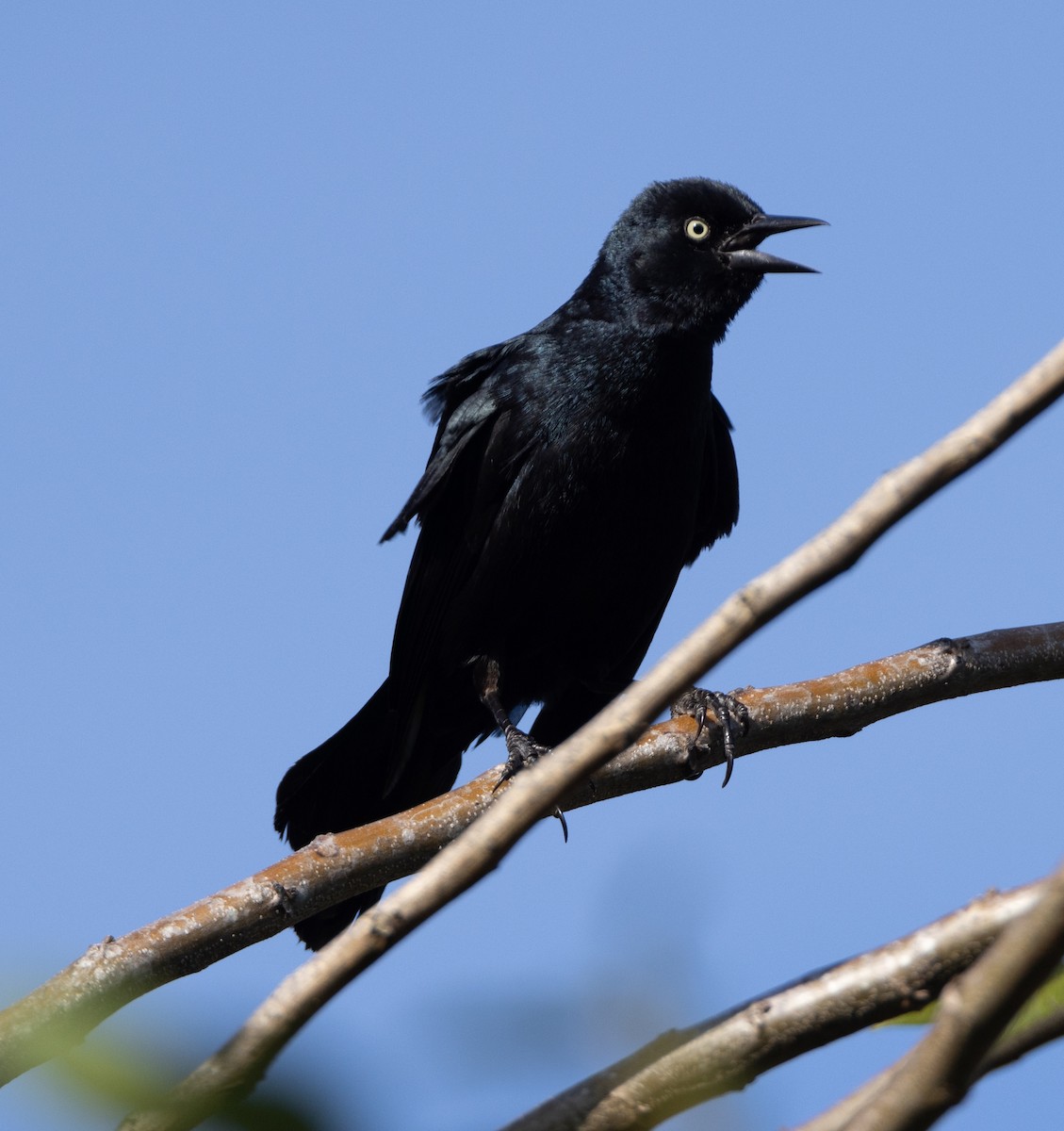 Greater Antillean Grackle - ML620529955