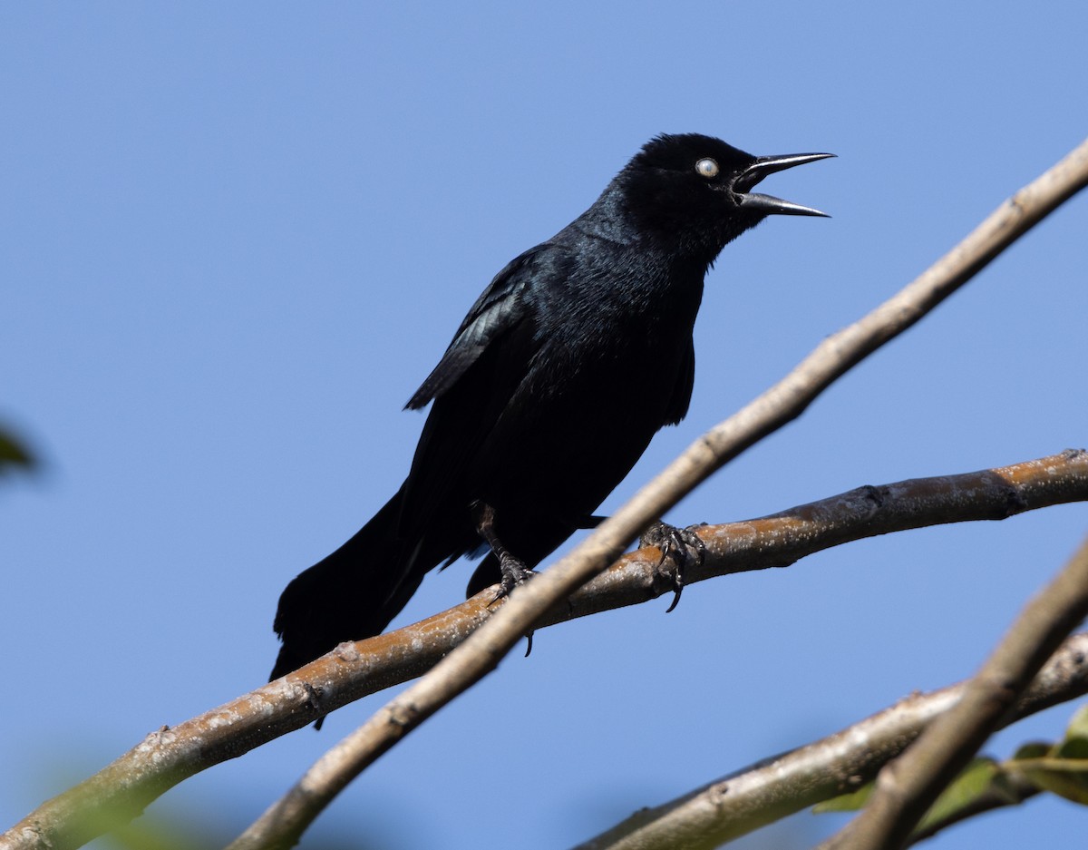 Greater Antillean Grackle - ML620529956