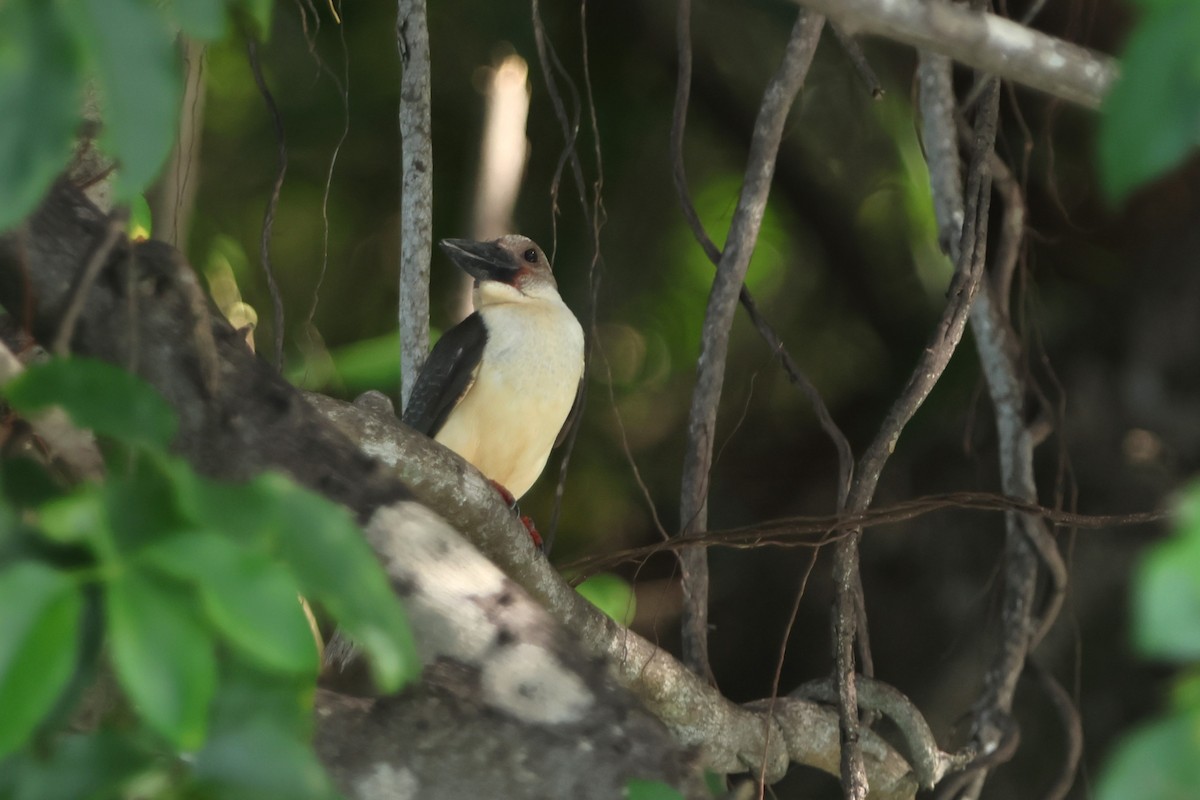 Great-billed Kingfisher - ML620529961