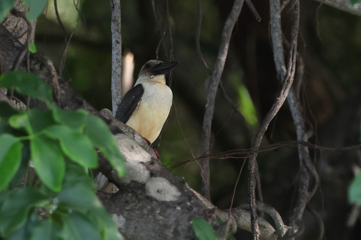 Great-billed Kingfisher - Fadzrun A.