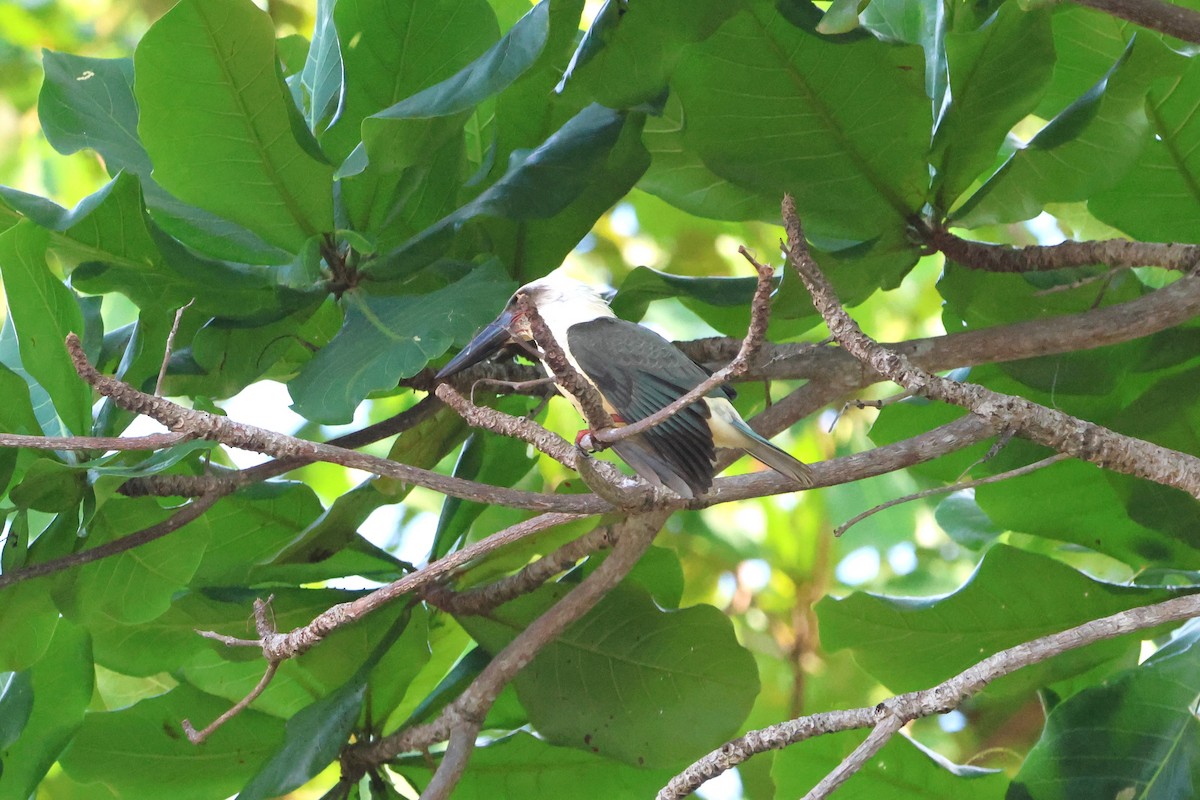 Great-billed Kingfisher - ML620529964