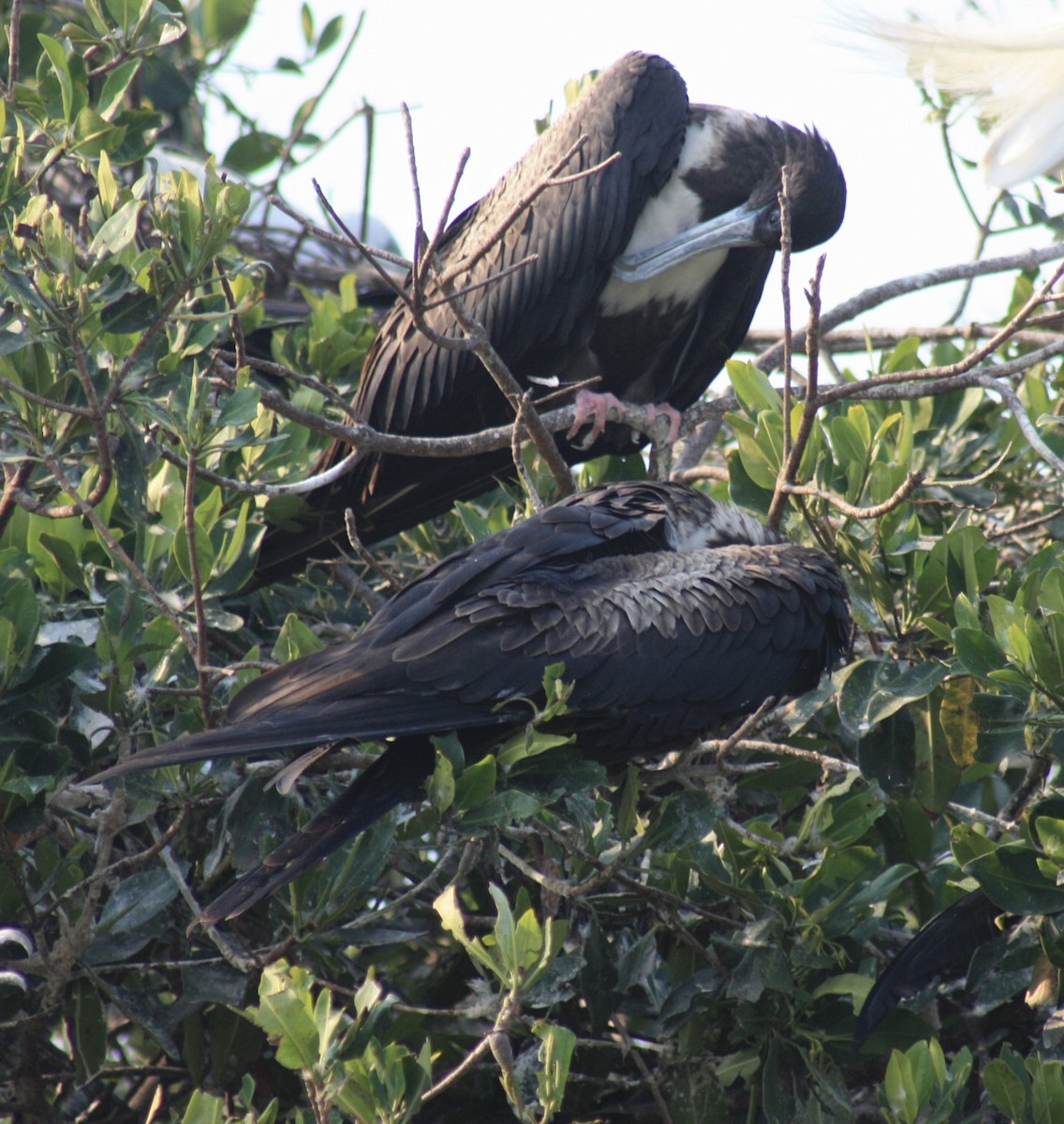 Magnificent Frigatebird - ML620529965