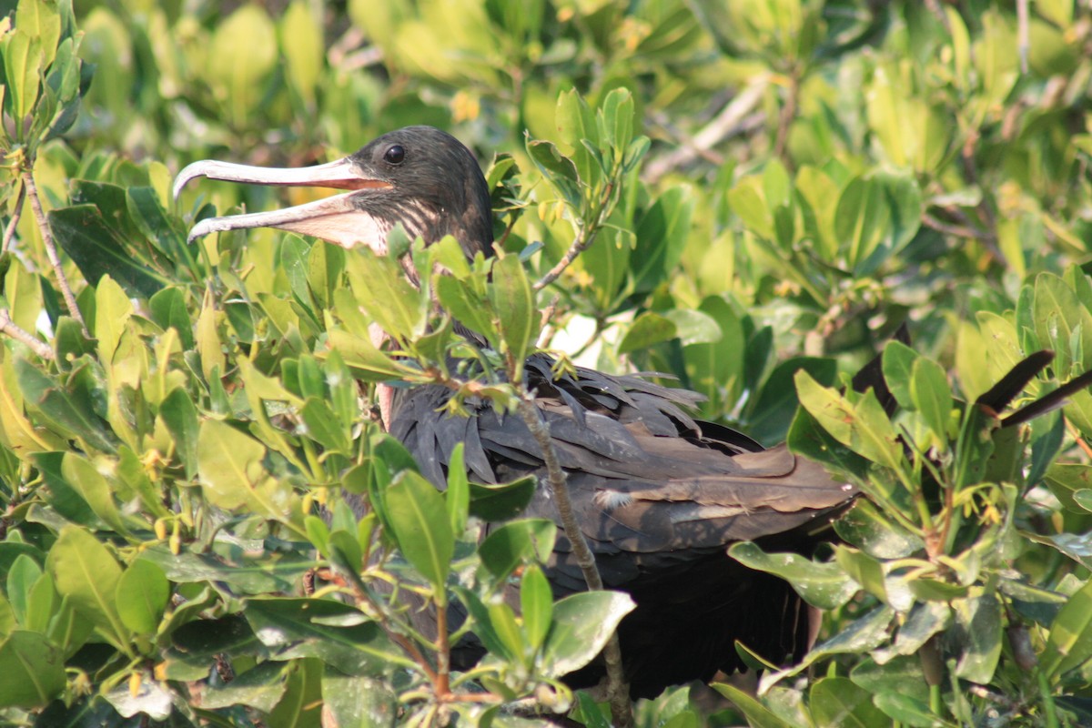 Magnificent Frigatebird - ML620529967