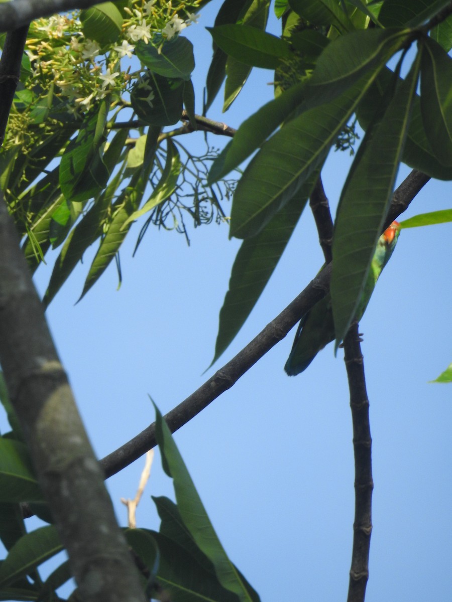Sri Lanka Hanging-Parrot - ML620529968