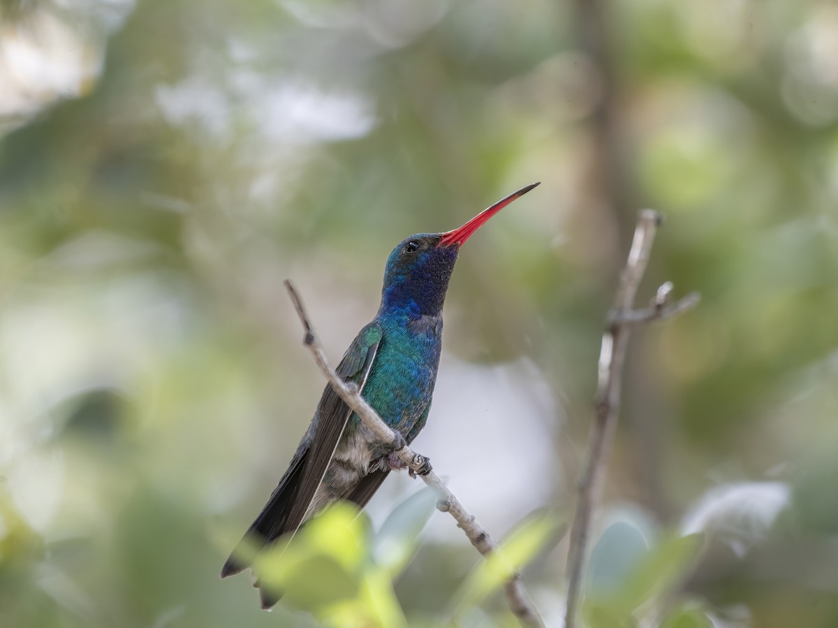 Broad-billed Hummingbird - Davey Walters