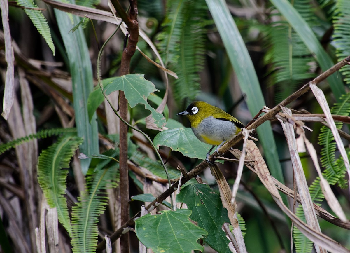 Schwarzstirn-Brillenvogel - ML620529972