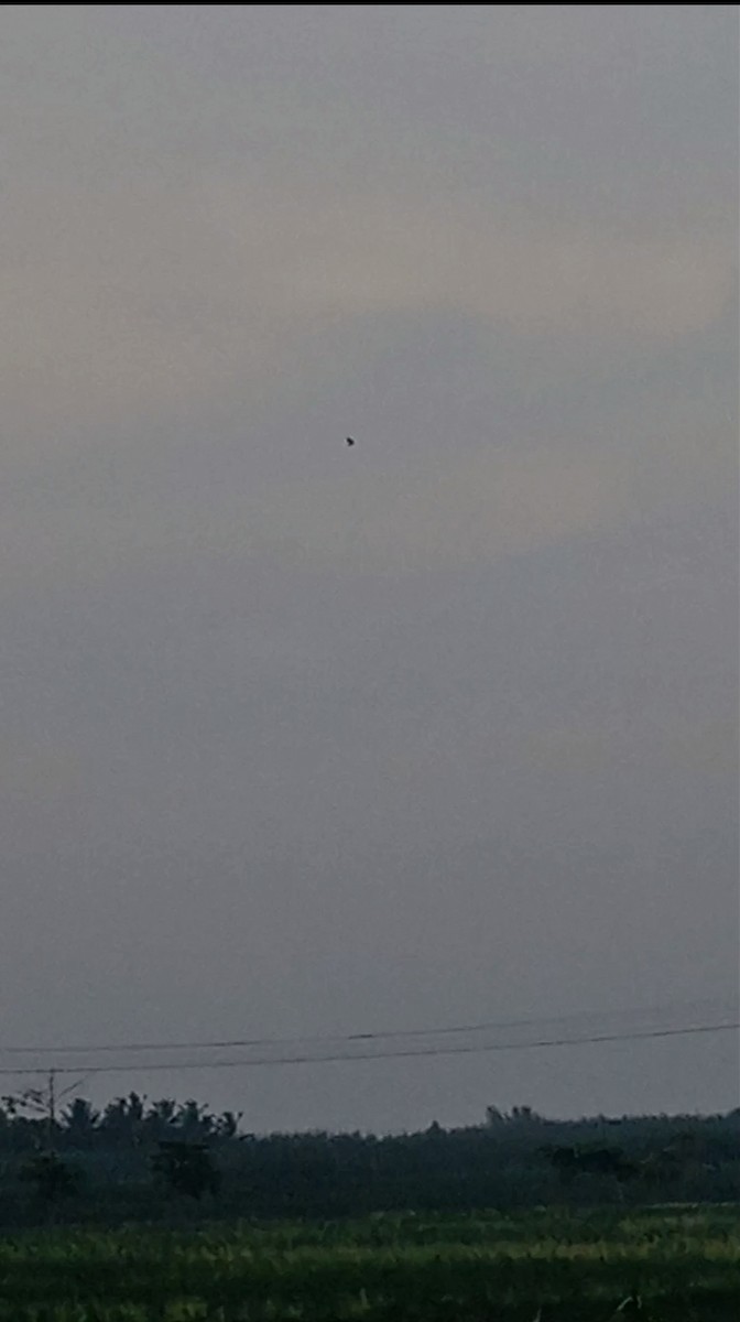 Black-winged Kite - ML620529975