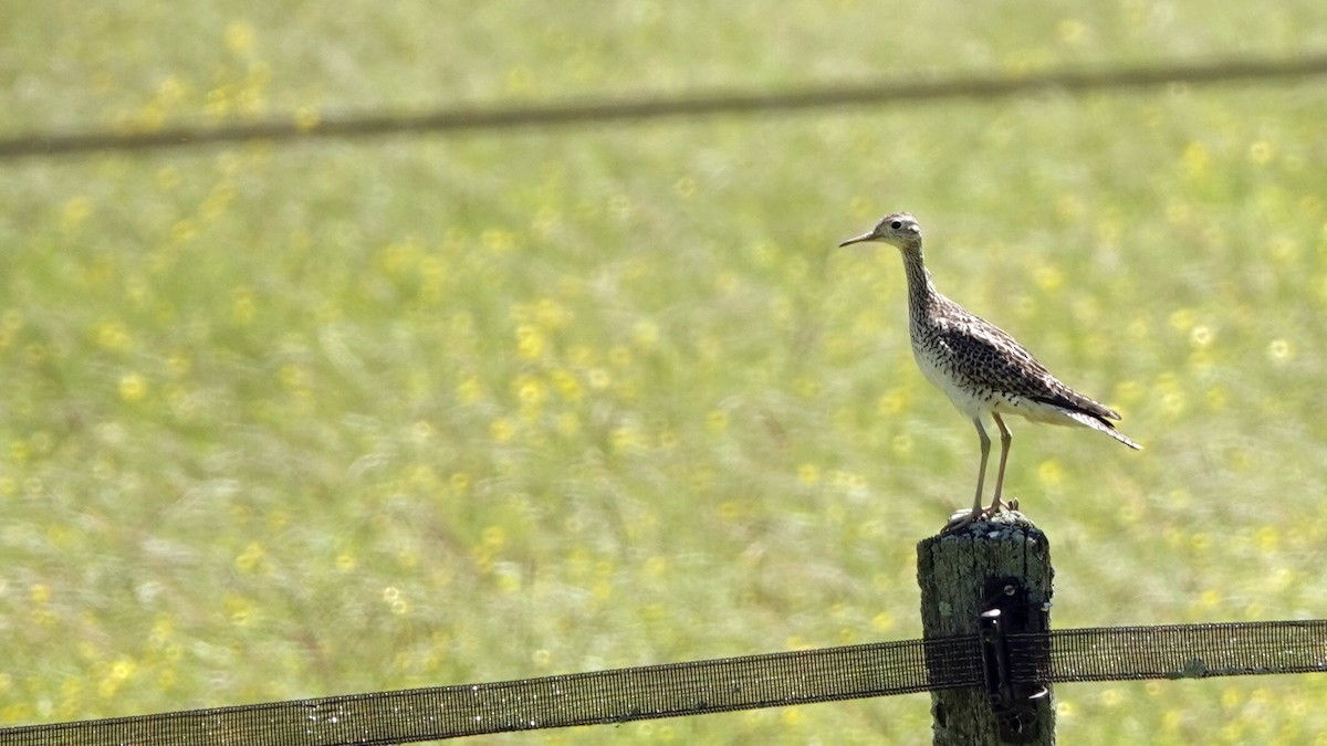 Upland Sandpiper - leo wexler-mann