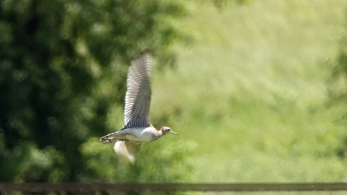 Upland Sandpiper - ML620529989