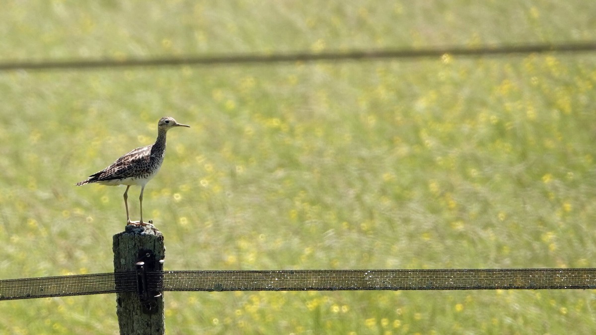 Upland Sandpiper - ML620529991