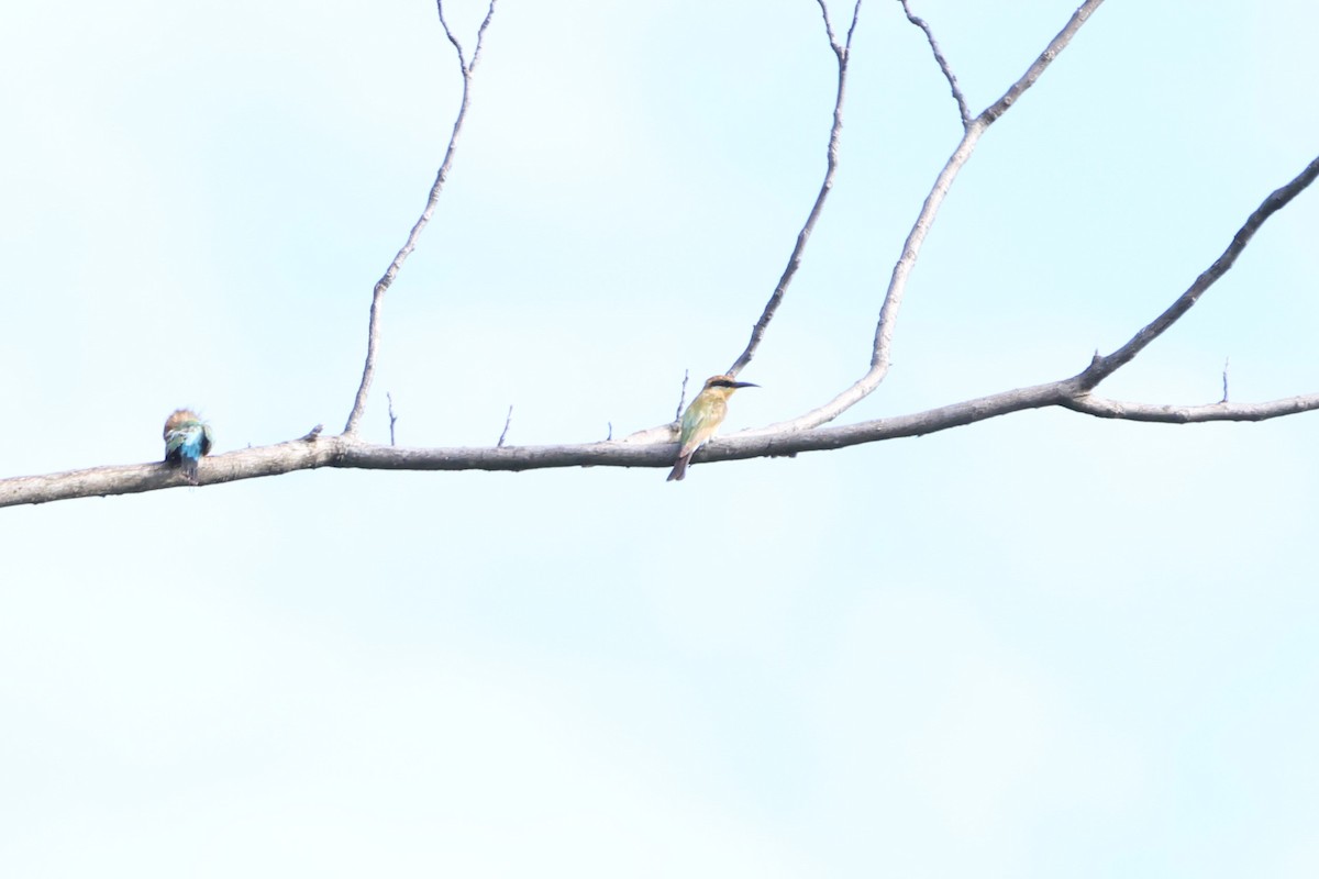 Rainbow Bee-eater - ML620529993