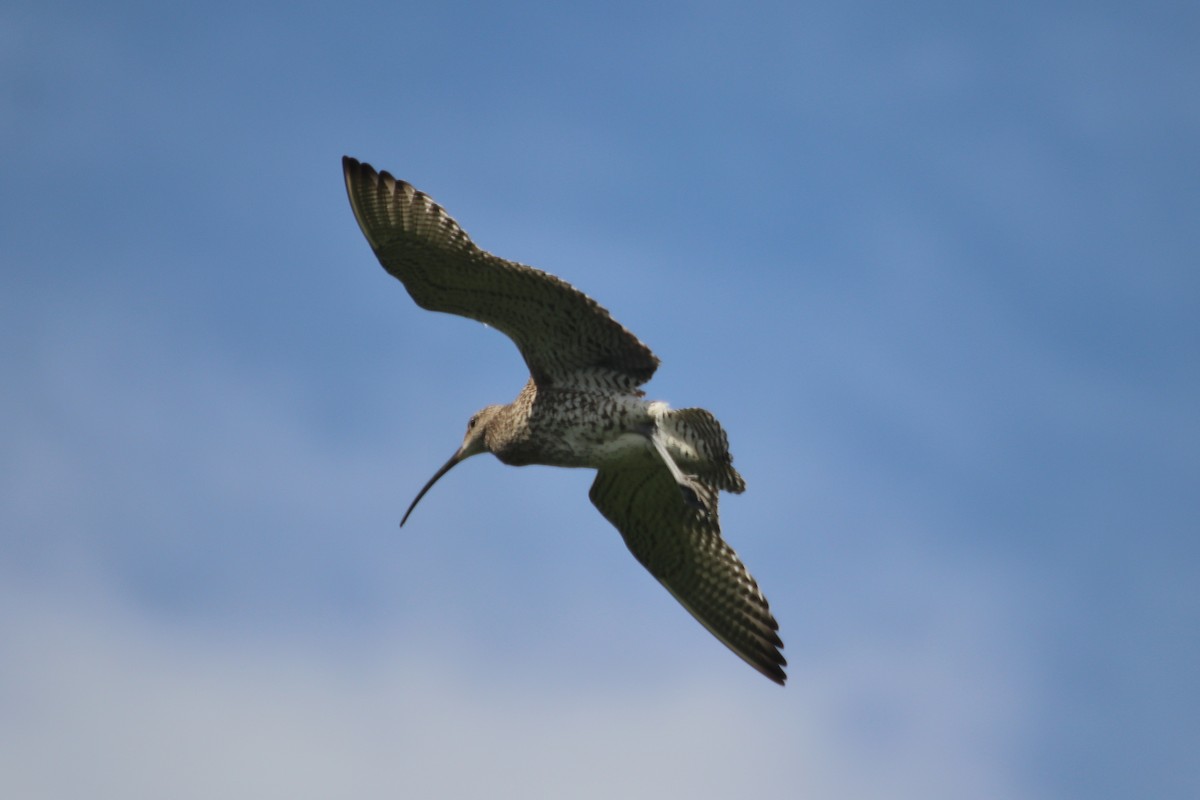 Eurasian Curlew - ML620529997