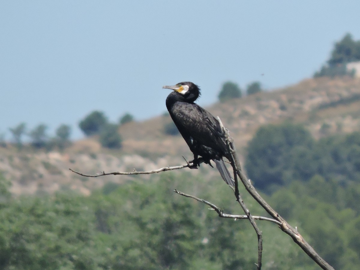 Great Cormorant - Silvia Martín García