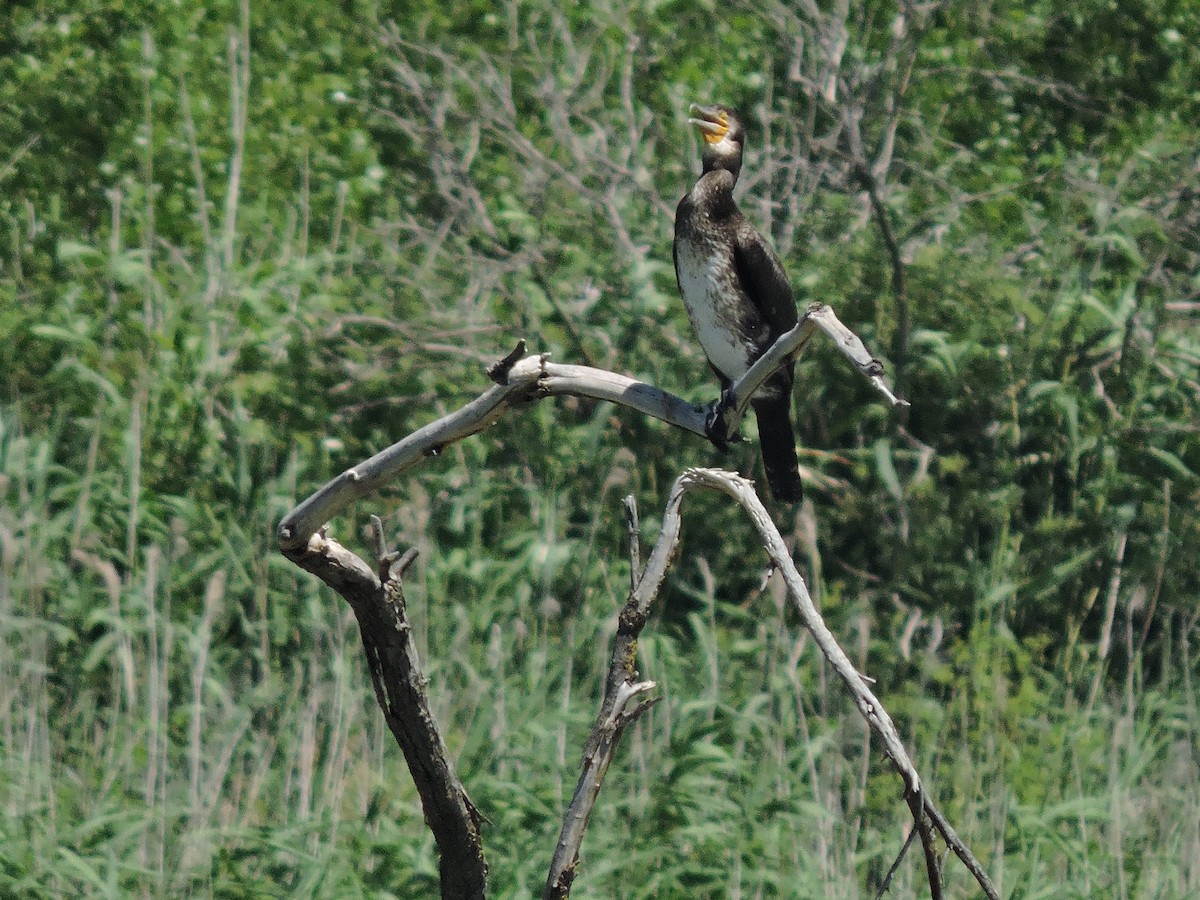 Great Cormorant - ML620530001