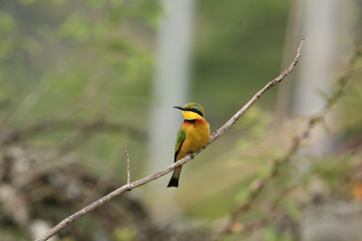 Little Bee-eater - ML620530008