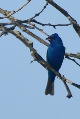 Indigo Bunting - Karen Strzelecki