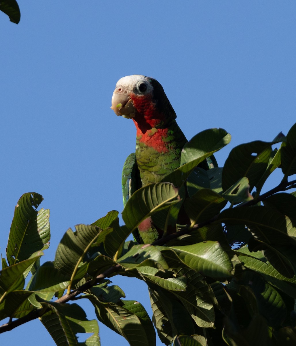 Cuban Parrot - ML620530016