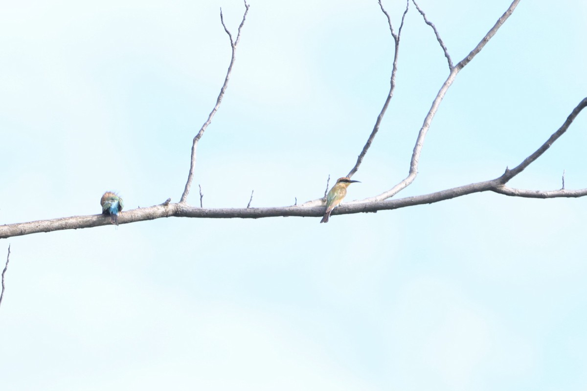 Rainbow Bee-eater - ML620530018