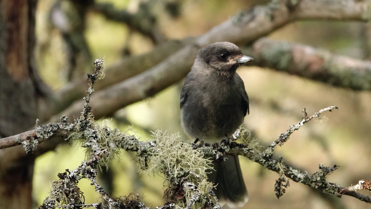 Canada Jay - ML620530022