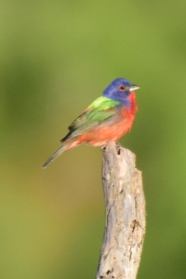 Painted Bunting - ML620530026