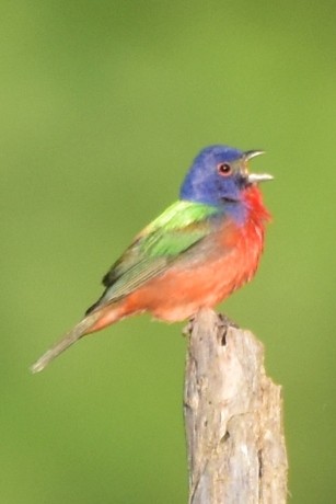 Painted Bunting - ML620530027