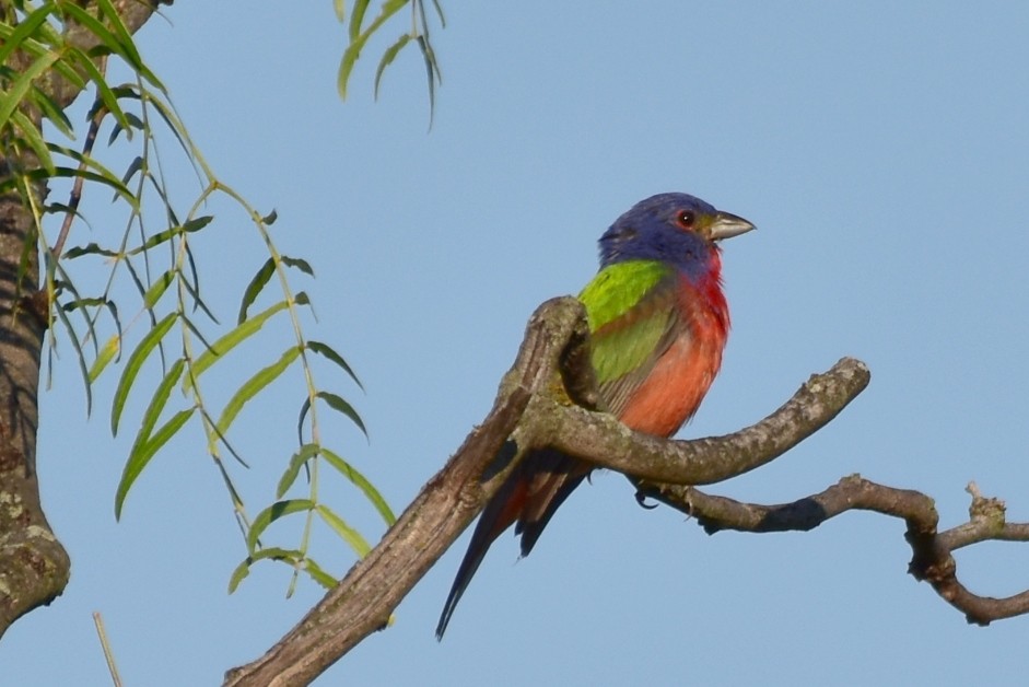 Painted Bunting - ML620530028