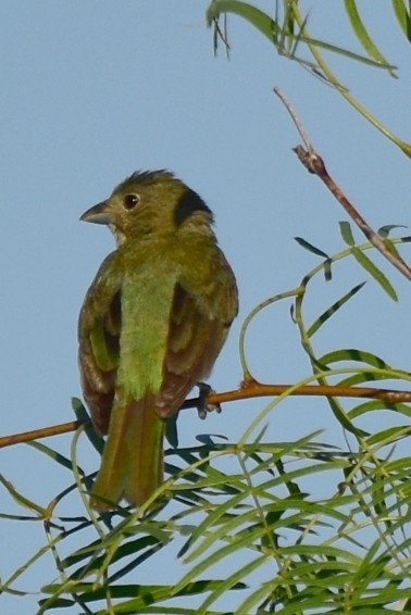 Painted Bunting - ML620530029