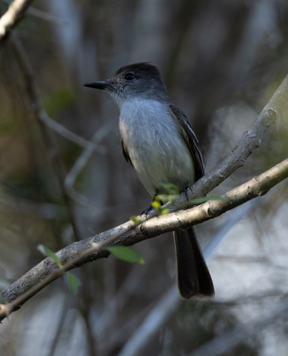 La Sagra's Flycatcher - ML620530031