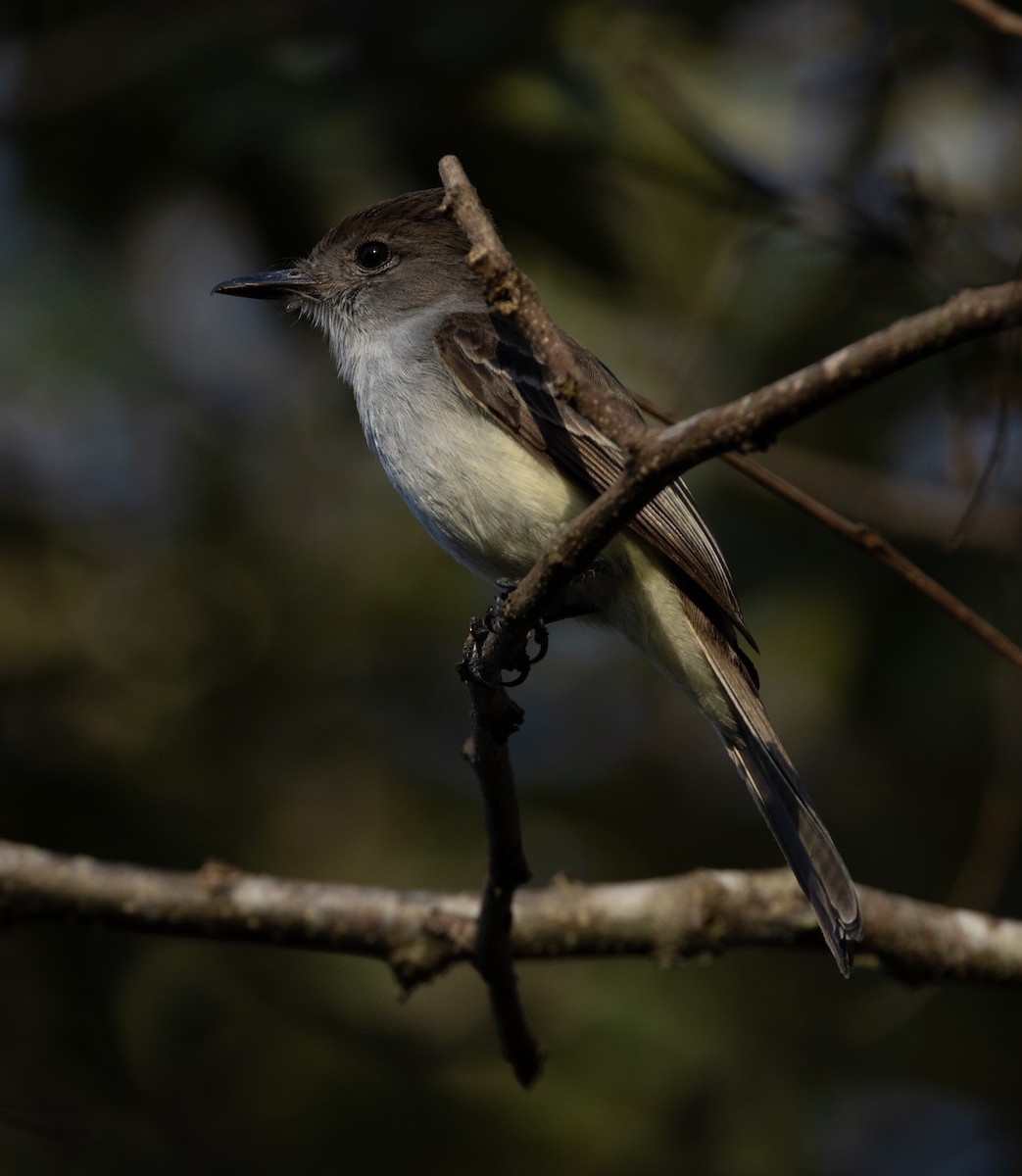 La Sagra's Flycatcher - ML620530032