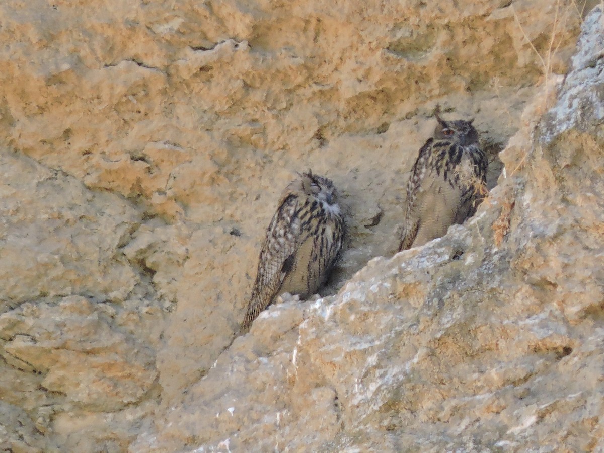 Eurasian Eagle-Owl - ML620530034