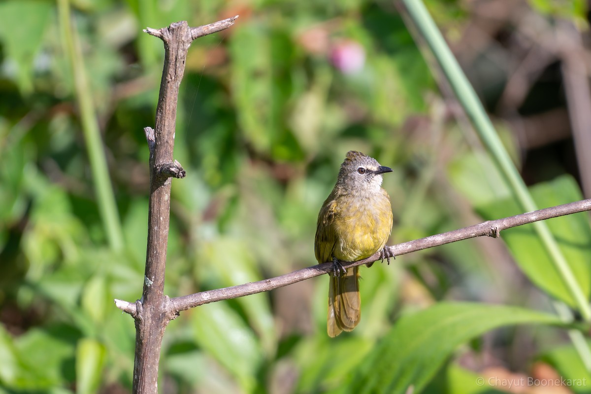 Bulbul Amarillento - ML620530037