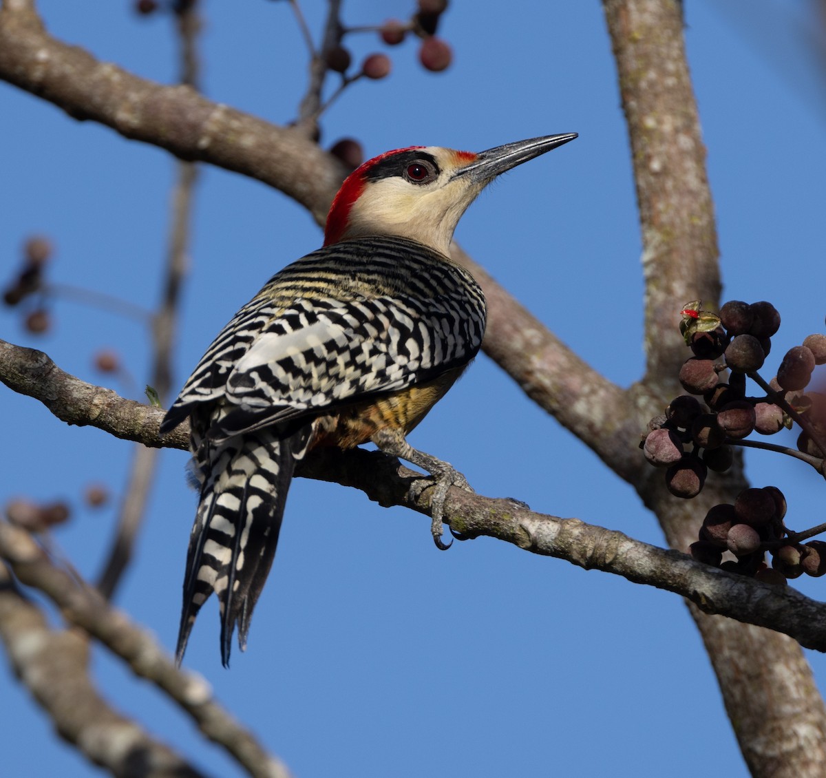 West Indian Woodpecker - ML620530049