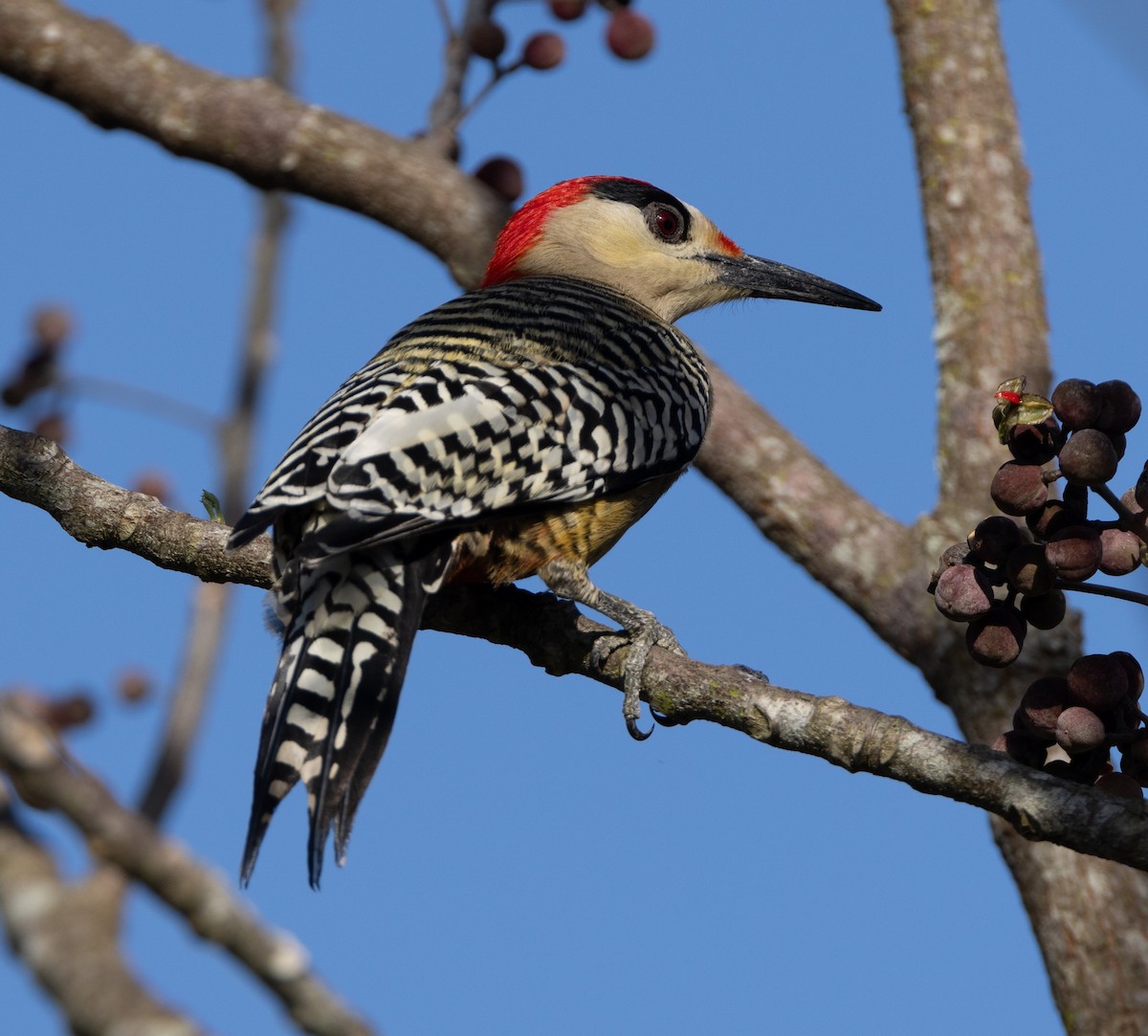 West Indian Woodpecker - ML620530051