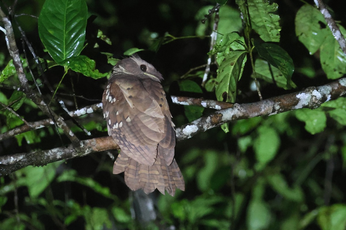 Dulit Frogmouth - ML620530053