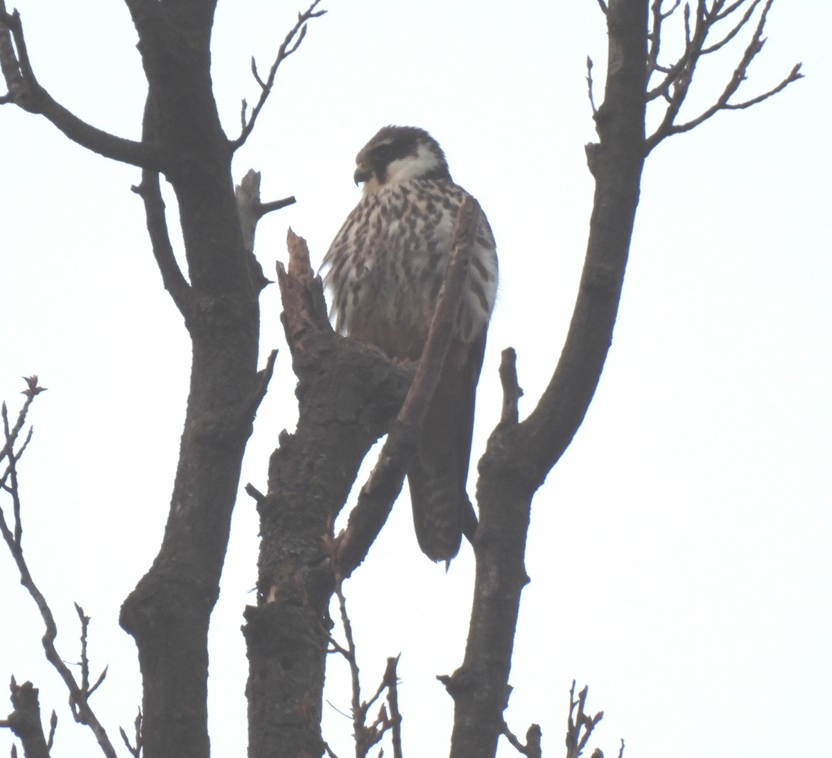 Eurasian Hobby - ML620530062