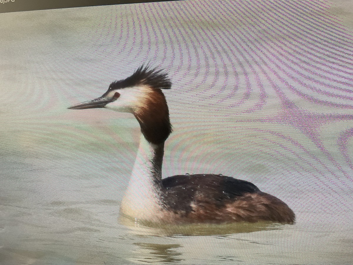 Great Crested Grebe - ML620530068