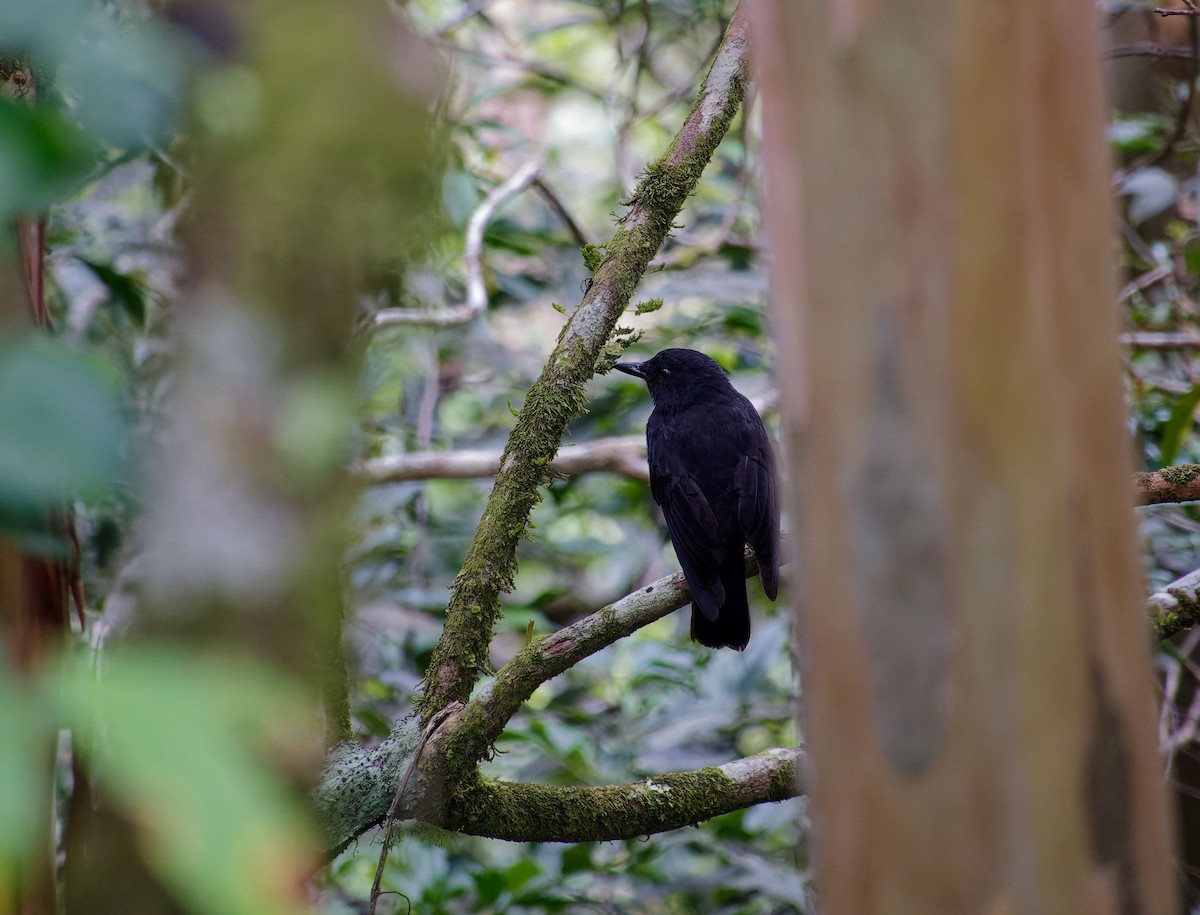 Bornean Whistling-Thrush - ML620530070