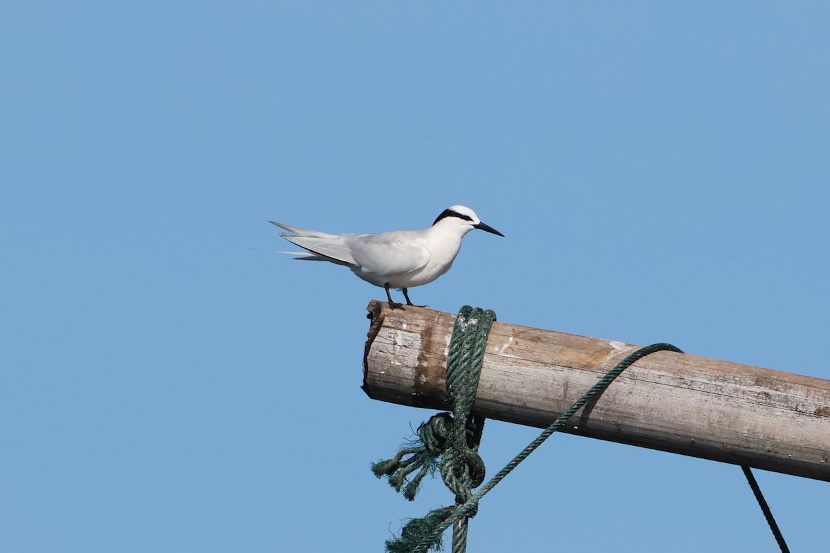 Black-naped Tern - ML620530076