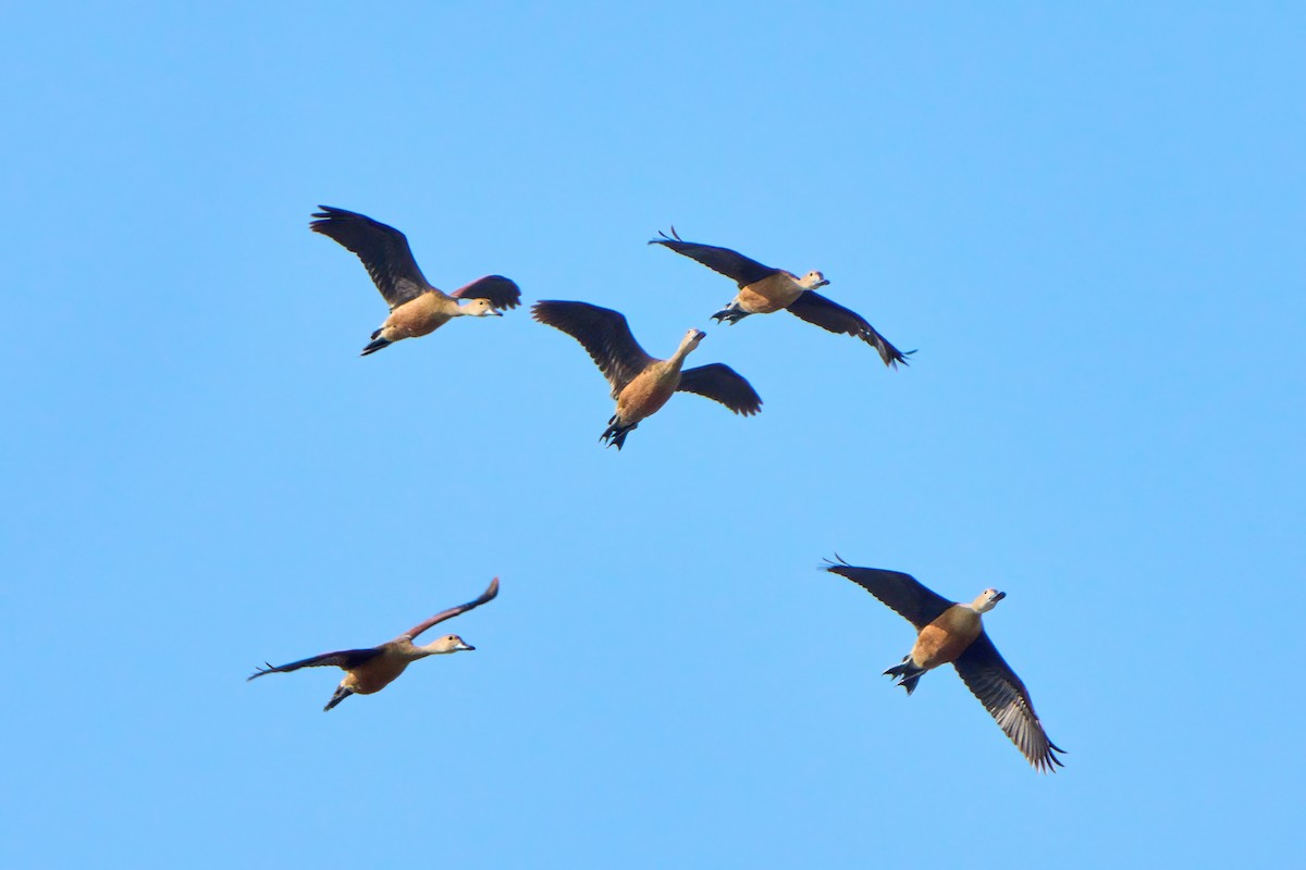 Lesser Whistling-Duck - ML620530079