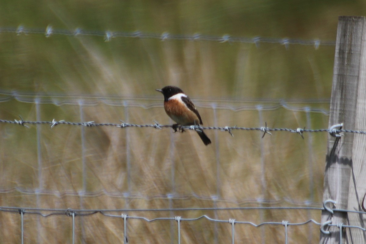 European Stonechat - ML620530083